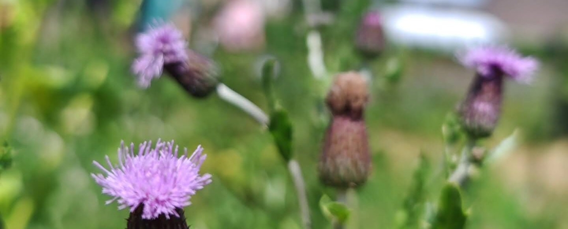 close up van heidebloem