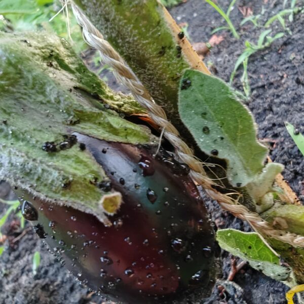 Aankomende workshops