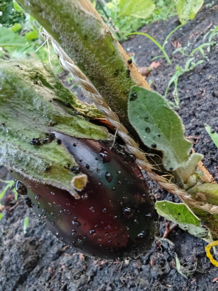 close-up van 'n aubergine